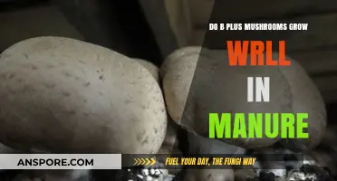 Can B+ Mushrooms Thrive in Manure? Growing Tips Revealed