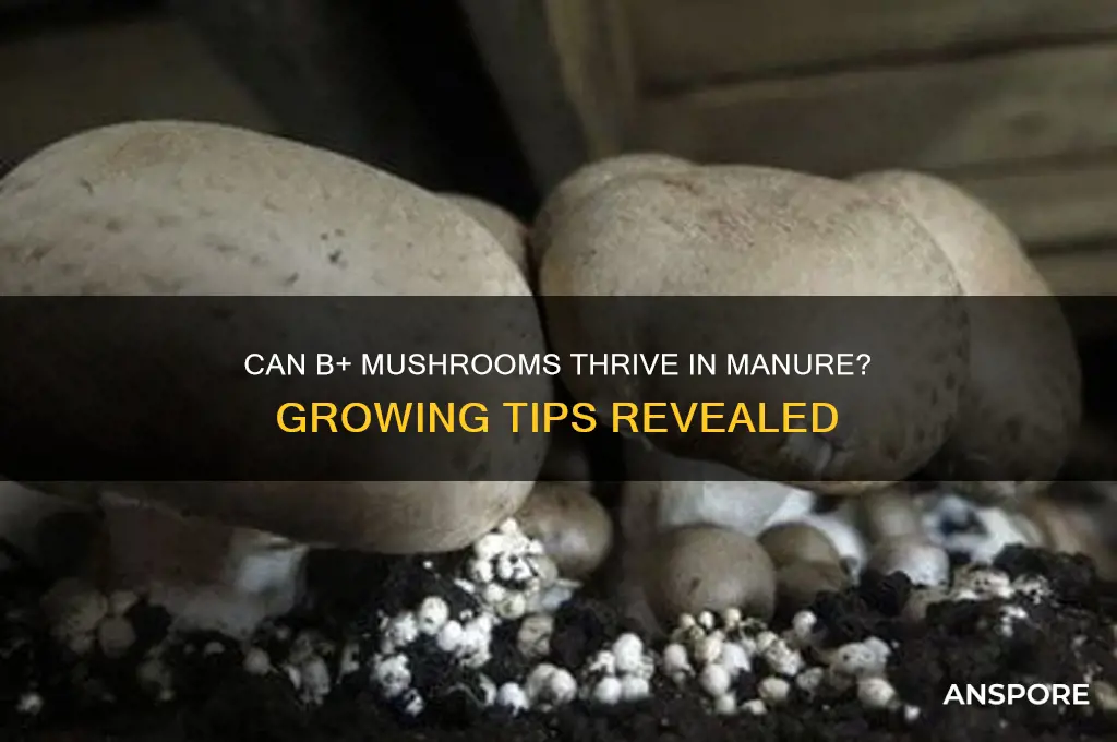 do b plus mushrooms grow wrll in manure