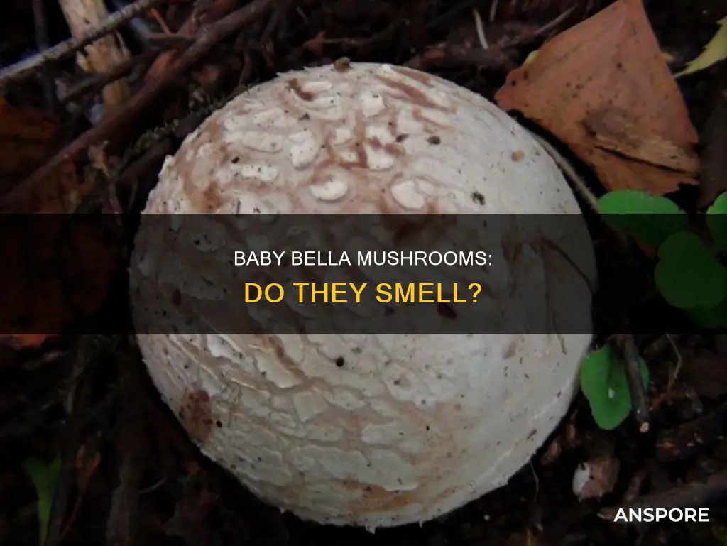 do baby bella mushrooms smell