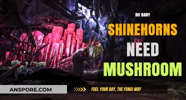 Shinehorns and Mushrooms: What Baby Shinehorns Eat