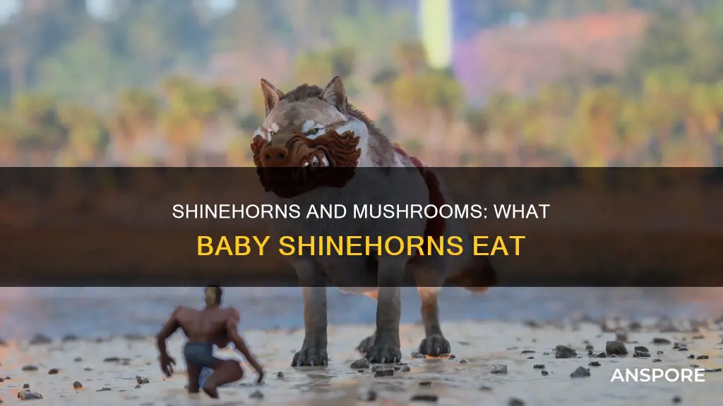 do baby shinehorns need mushrooms