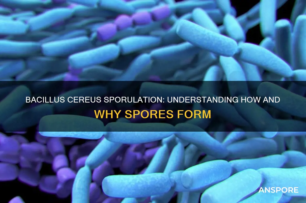 do bacillus cereus form spores