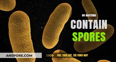 Do Bacteria Contain Spores? Unveiling Microbial Survival Strategies