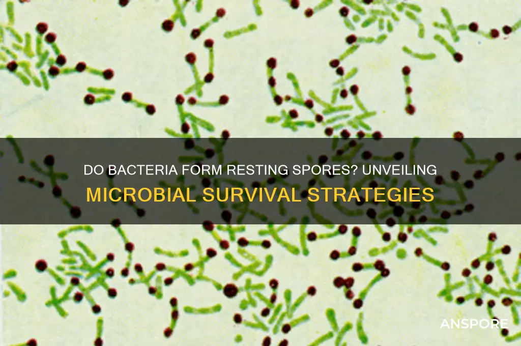 do bacteria produce resting spores