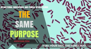 Bacterial Endospores vs. Fungal Spores: Unraveling Their Unique Survival Strategies