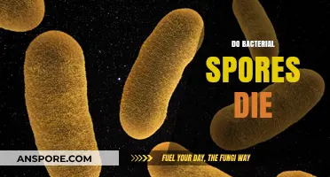 Do Bacterial Spores Die? Unraveling Their Survival and Dormancy Mechanisms