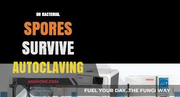 Can Bacterial Spores Withstand Autoclaving? Uncovering the Survival Truth