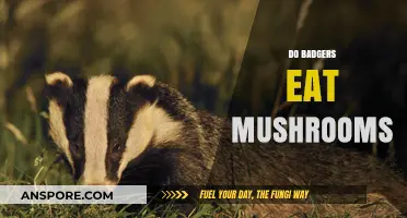 Do Badgers Eat Mushrooms? Exploring Their Diet and Foraging Habits