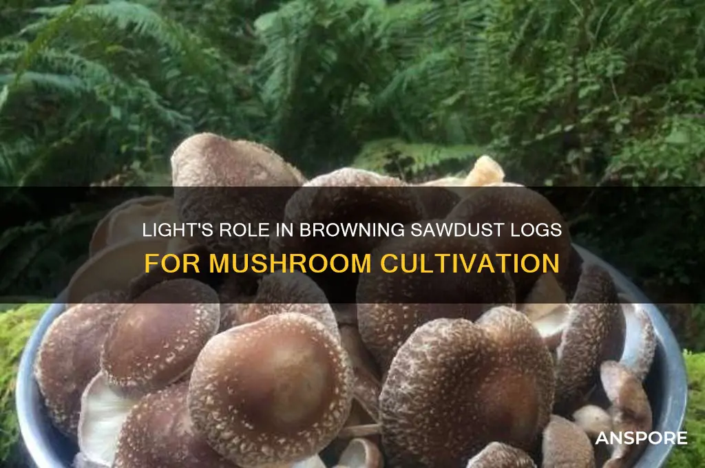 do bags of mushrooms sawdust logs brown better in light