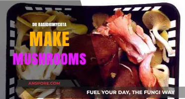 Exploring Basidiomycota: The Fungal Kingdom Behind Mushroom Formation