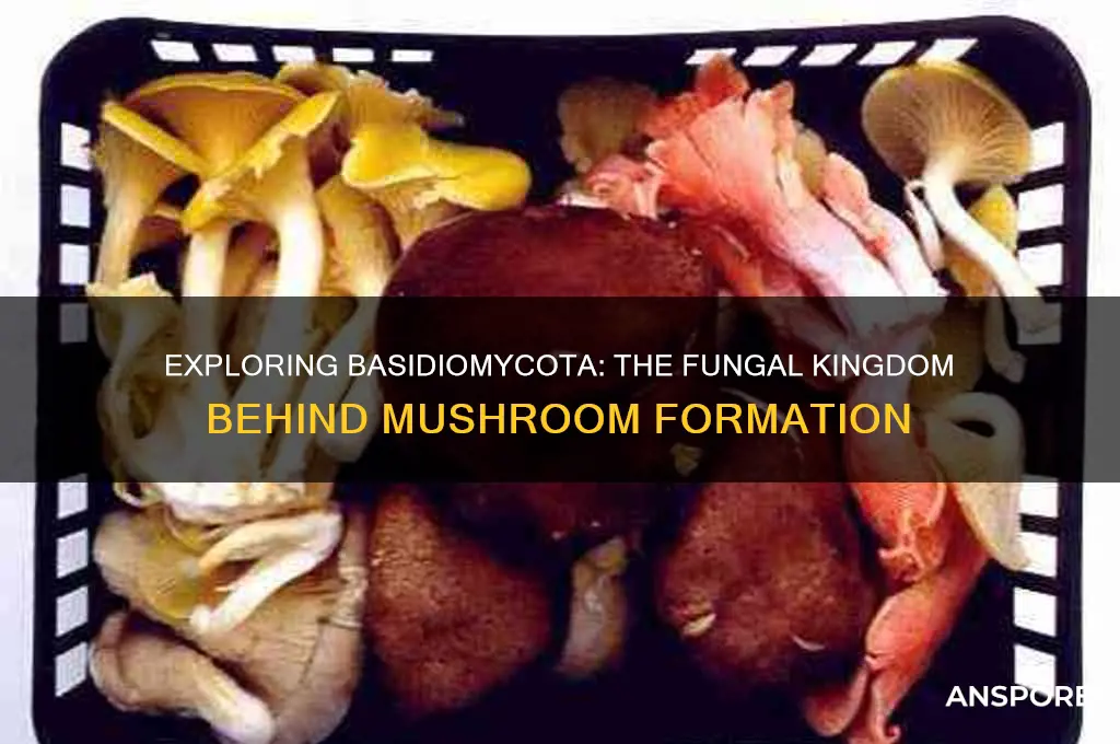 do basidiomycota make mushrooms