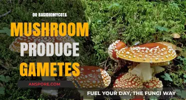 Basidiomycota Mating: Gametes and More