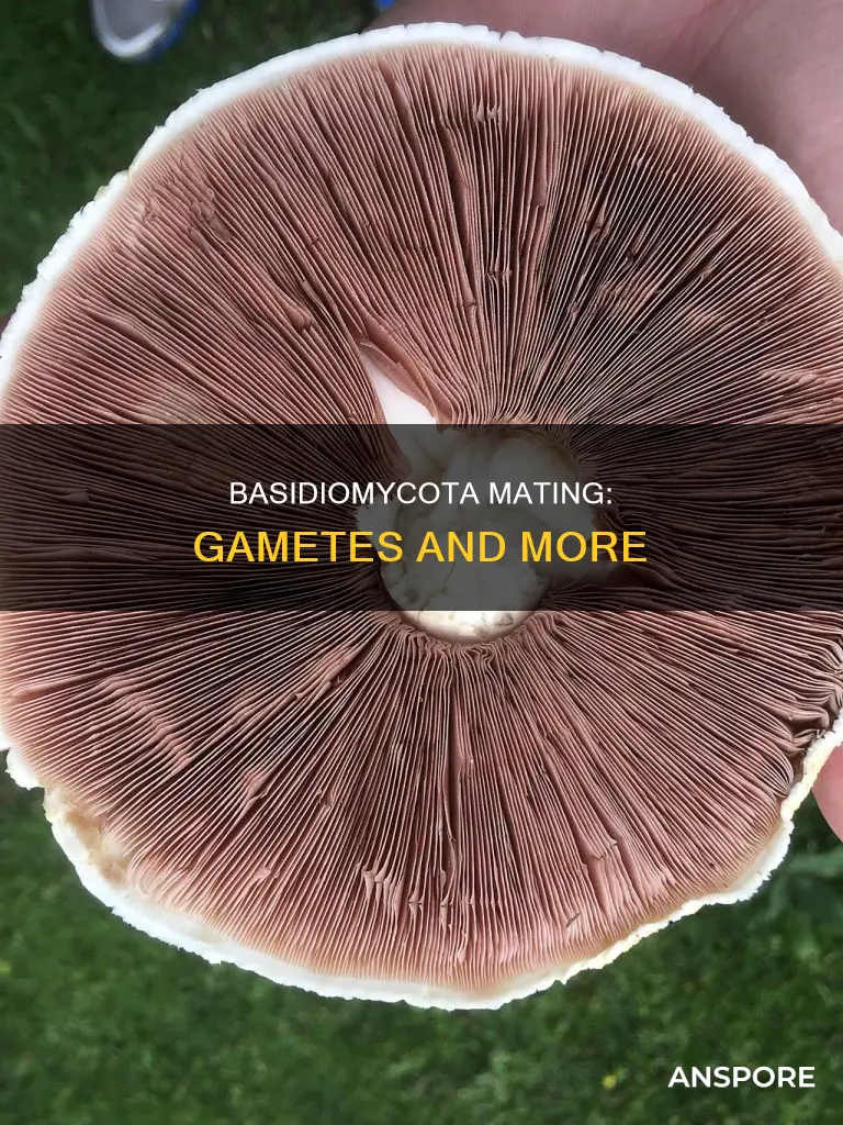 do basidiomycota mushroom produce gametes