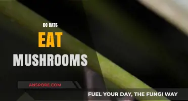 Do Bats Eat Mushrooms? Exploring Their Diet and Fungal Connections