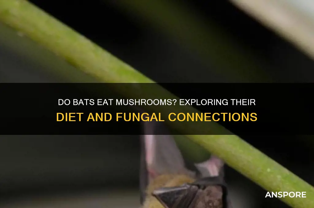 do bats eat mushrooms