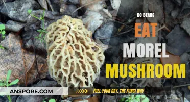 Do Bears Eat Morel Mushrooms? Uncovering Forest Foraging Habits