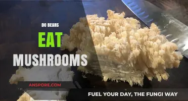 Do Bears Eat Mushrooms? Exploring Their Diet in the Wild