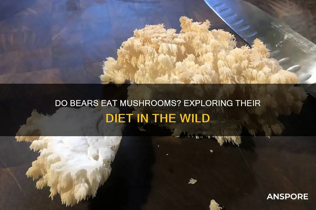 do bears eat mushrooms