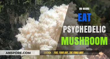Do Bears Consume Psychedelic Mushrooms? Exploring Wildlife and Fungi Myths