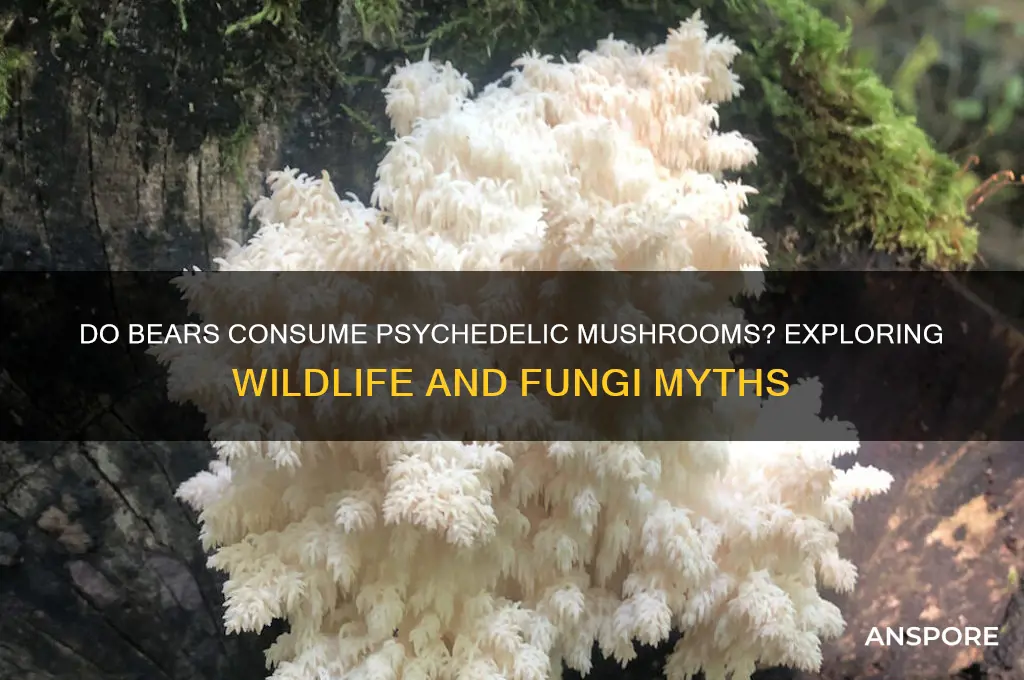 do bears eat psychedelic mushrooms