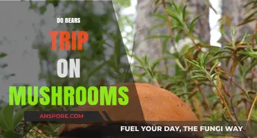 Exploring the Truth: Do Bears Trip on Mushrooms?