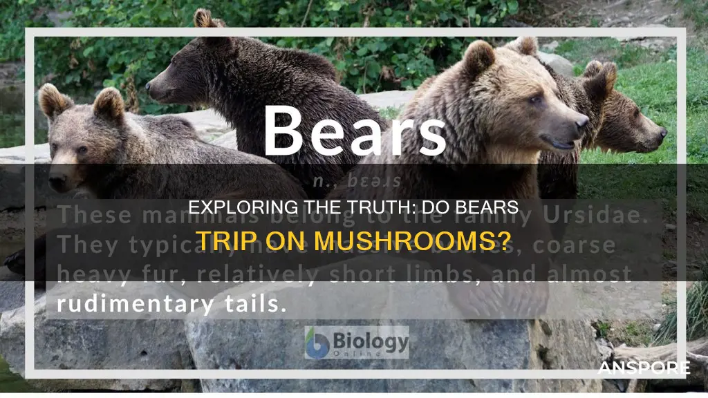 do bears trip on mushrooms