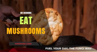 Do Beavers Eat Mushrooms? Exploring Their Unique Dietary Habits
