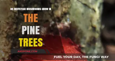 Do Beefsteak Mushrooms Grow in Pine Trees? Exploring Fungal Habitats