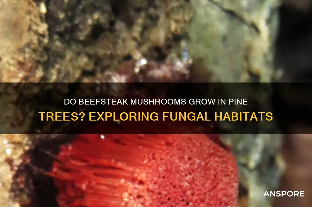 do beefsteak mushrooms grow in the pine trees