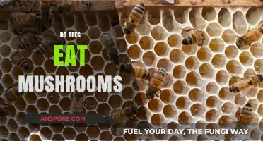 Do Bees Eat Mushrooms? Unveiling the Surprising Truth About Pollinators