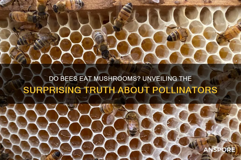 do bees eat mushrooms