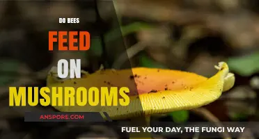 Mushroom Buzz: Do Bees Feed on Fungi?