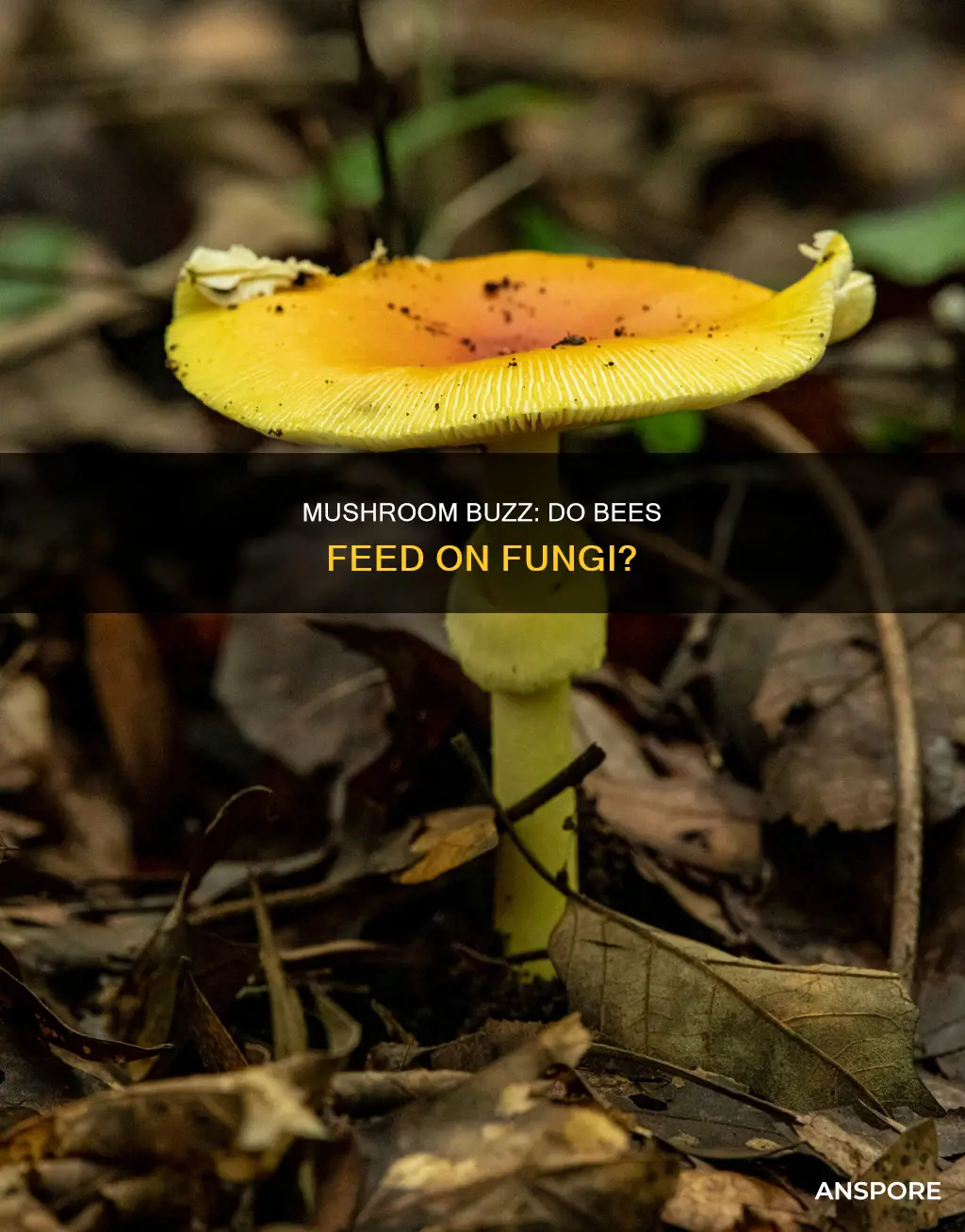 do bees feed on mushrooms