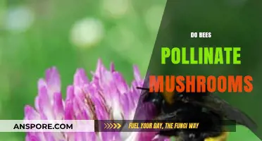 Mushrooms and Bees: A Pollination Mystery