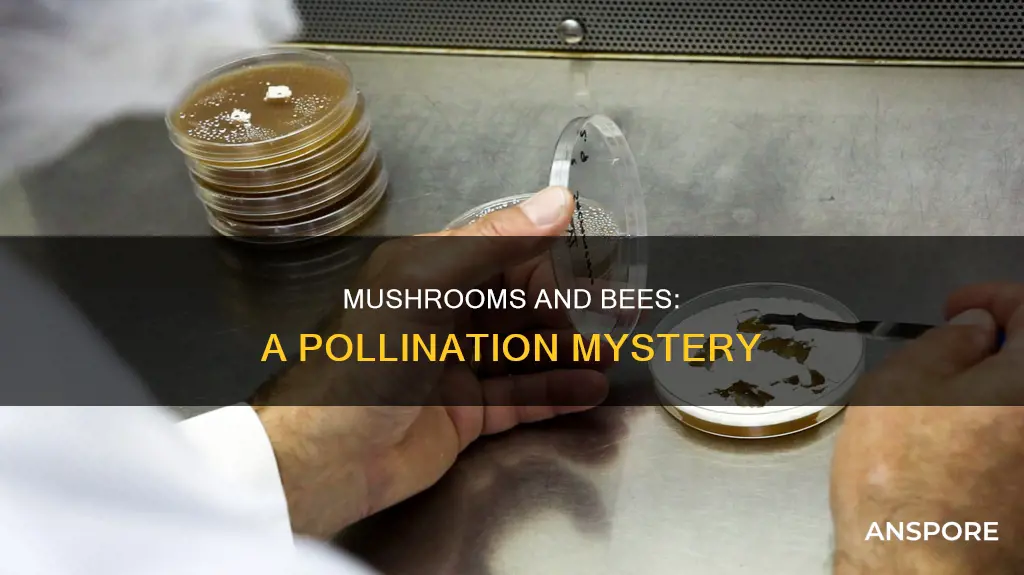 do bees pollinate mushrooms