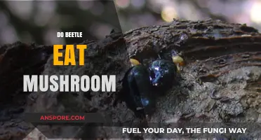 Do Beetles Eat Mushrooms? Exploring Their Diet and Fungal Interactions