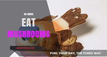 Do Birds Eat Mushrooms? Exploring Avian Diets and Fungal Consumption