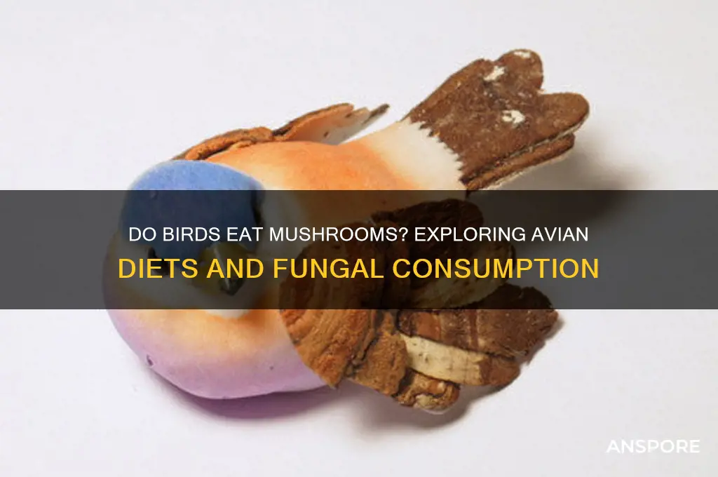 do birds eat mushrooms