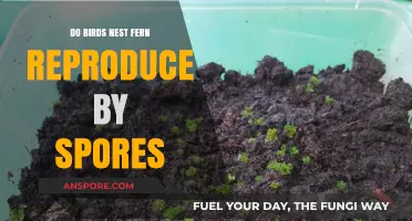 How Do Birds Nest Ferns Reproduce? Unveiling Their Spore-Based Life Cycle