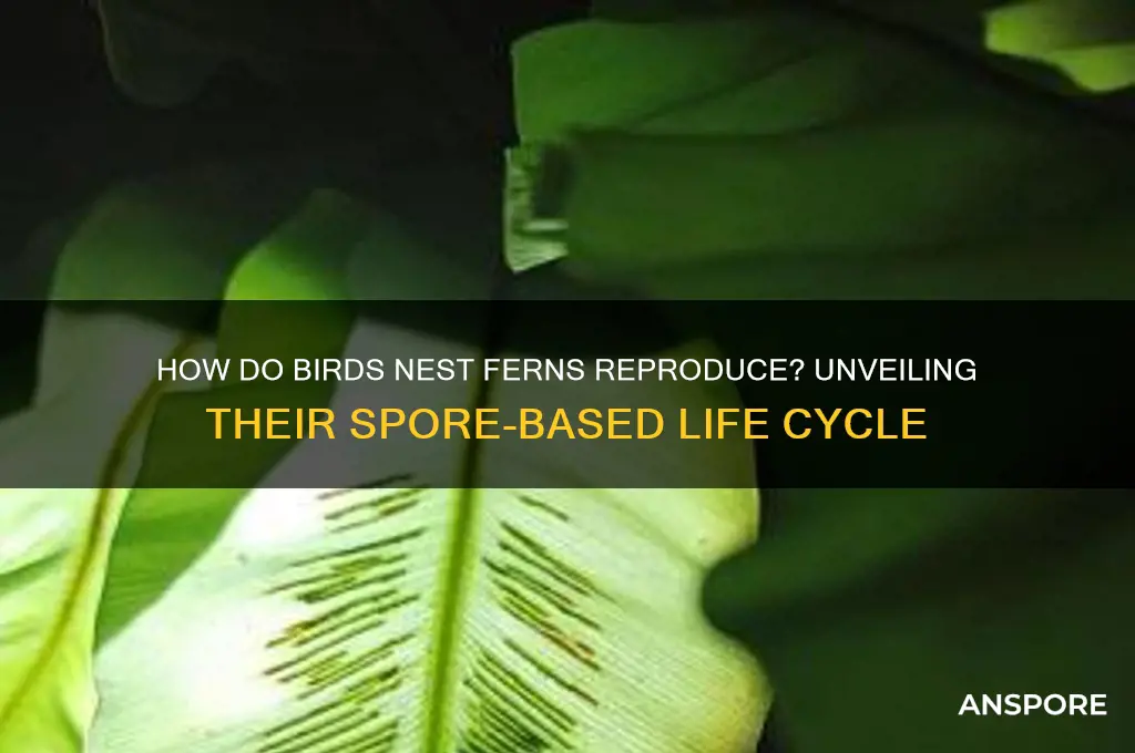 do birds nest fern reproduce by spores