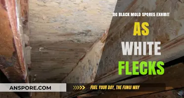 Are White Flecks a Sign of Black Mold Spores?