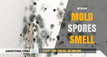 Does Black Mold Have a Smell? Uncovering the Truth About Spores