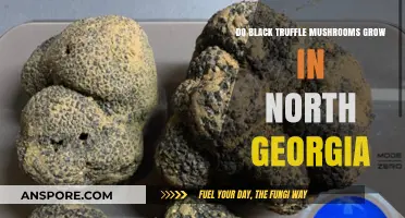 Exploring North Georgia's Forests: Can Black Truffles Thrive There?