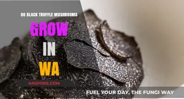 Exploring WA's Forests: Do Black Truffle Mushrooms Thrive in Washington?