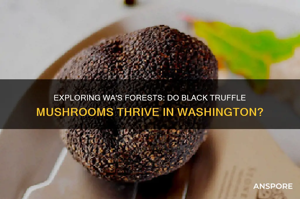 do black truffle mushrooms grow in wa
