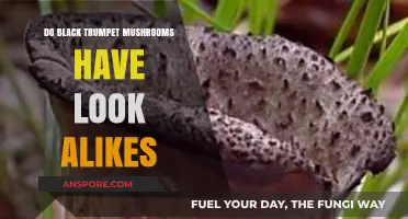 Identifying Black Trumpet Mushrooms: Spotting Look-Alikes in the Wild