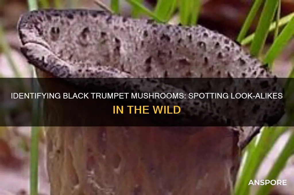 do black trumpet mushrooms have look alikes