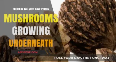 Are Poisonous Mushrooms Lurking Under Black Walnut Trees? Find Out