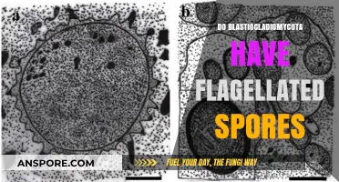 Exploring Blastiocladiomycota: Do These Fungi Produce Flagellated Spores?