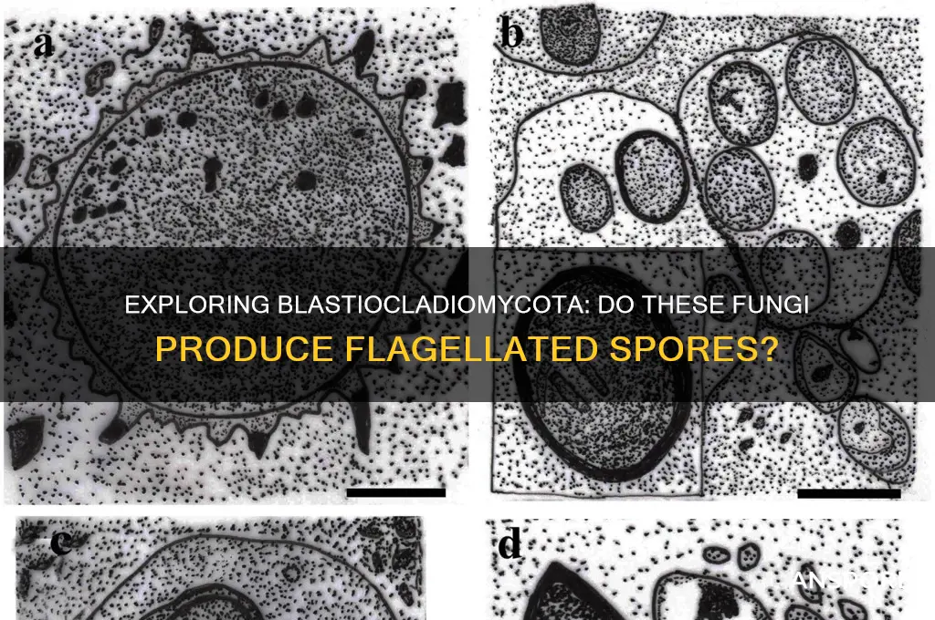 do blastiocladiomycota have flagellated spores
